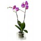 MACETA ORQUIDEA EPIPHYTA M-130 ROSA FUCSIA