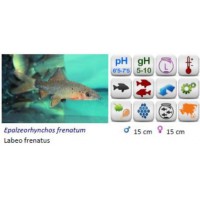 LABEO FRENATUS