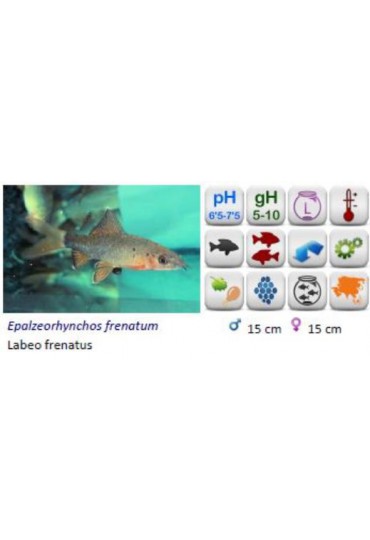 LABEO FRENATUS