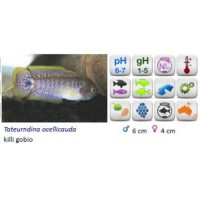 TATEURDINA OCELLIKAUDA