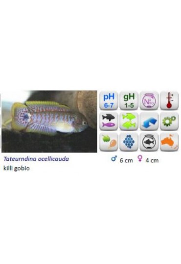 TATEURDINA OCELLIKAUDA