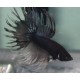 BETTA MACHO COLA CORONA NEGRO METALICO 