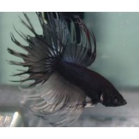BETTA MACHO COLA CORONA NEGRO METALICO 