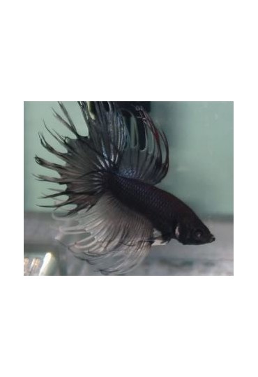 BETTA MACHO COLA CORONA NEGRO METALICO 