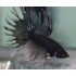 BETTA MACHO COLA CORONA NEGRO METALICO