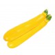 CALABACIN AMARILLO