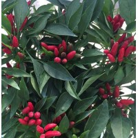 PIMIENTO CAYENA