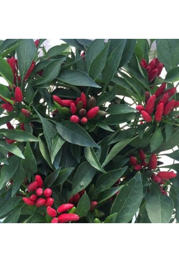 PIMIENTO CAYENA