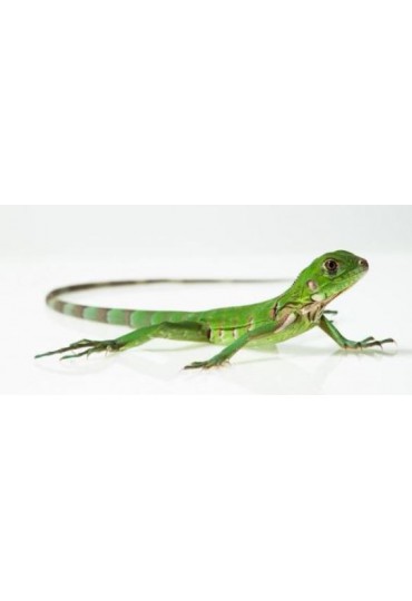 IGUANA IGUANA VERDE IGUANA IGUANA VERDE