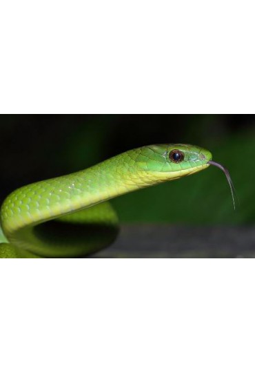 CYCLOPHIOPS MAJOR GRANDE, CULEBRA VERDE CYCLOPHIOPS MAJOR GRANDE, CULEBRA VERDE