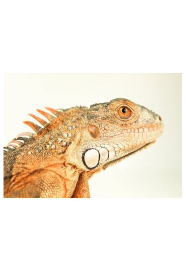 IGUANA IGUANA ROJA IGUANA IGUANA ROJA