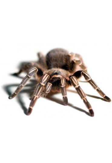 APHONOPELMA SEEMANII, TARANTULA DE RODILLAS PINTADAS APHONOPELMA SEEMANII, TARANTULA DE RODILLAS PINTADAS
