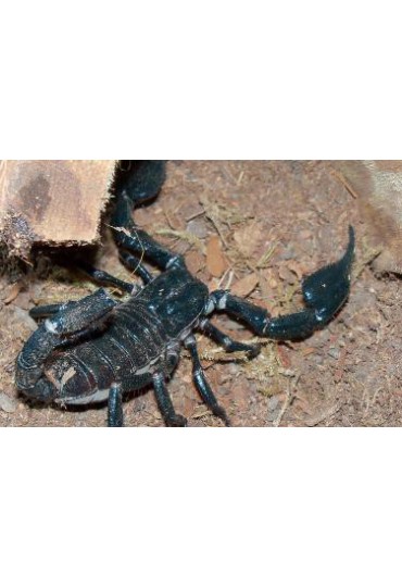 ESCORPION GIGANTE ASIATICO,HETEROMETRUS LONGIMANUS ESCORPION GIGANTE ASIATICO,HETEROMETRUS LONGIMANUS