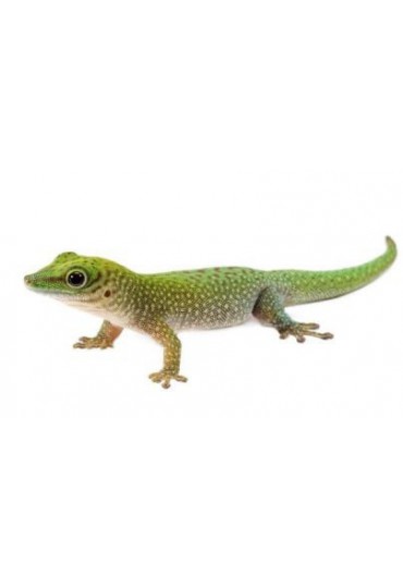 GECKO GIGANGE DE KOCH, PHELSUMA KOCHI GECKO GIGANGE DE KOCH, PHELSUMA KOCHI