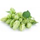 HUMULUS LUPULUS