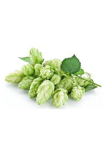 HUMULUS LUPULUS