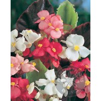 BEGONIA SEMPERFLORENS