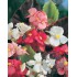 BEGONIA SEMPERFLORENS 0,54L