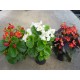 BEGONIA SEMPERFLORENS