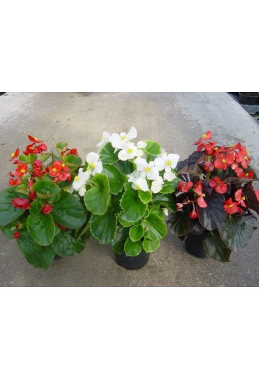 BEGONIA SEMPERFLORENS