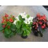 BEGONIA SEMPERFLORENS 0,54L