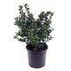 ILEX MESERVEAE BLUE PRINCE