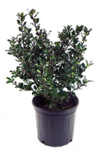 ILEX MESERVEAE BLUE PRINCE