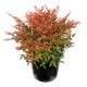 NANDINA DOMESTICA GULF STREAM