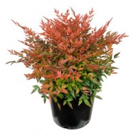 NANDINA DOMESTICA GULF STREAM