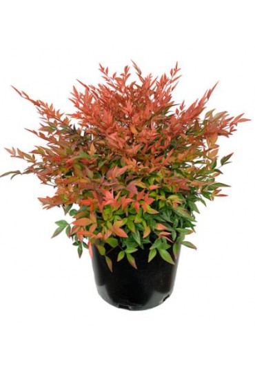 NANDINA DOMESTICA GULF STREAM