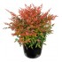 NANDINA DOMESTICA GULF STREAM 7 L