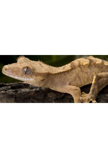 GECKO CRESTADO, RHACODACTYLIS CILIATUS GECKO CRESTADO, RHACODACTYLIS CILIATUS