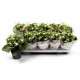 KALANCHOE