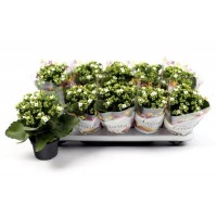 KALANCHOE