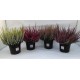 CALLUNA BEAUTY LADIES MIX