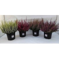 CALLUNA BEAUTY LADIES MIX