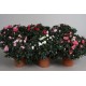 AZALEA