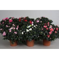 AZALEA