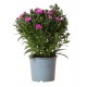 ASTER NOVI BELGII