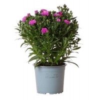 ASTER NOVI BELGII