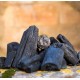 CARBON VEGETAL DE MARABÚ