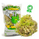 SPHAGNUM MUSGO DE TURBA