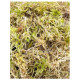 SPHAGNUM MUSGO DE TURBA