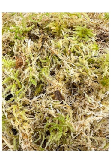 SPHAGNUM MUSGO DE TURBA