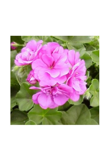 Geranio Colgante  M-13/14 (Pelargonium Hedera)