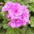 Geranio Colgante  M-13/14 (Pelargonium Hedera)