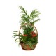 Cesta De Mimbre Con Plantas Garden