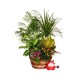 Cesta De Mimbre Con Plantas Brasil