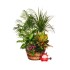 Cesta De Mimbre Con Plantas Brasil