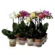 Orquidea / Phalaenopsis 1 vara